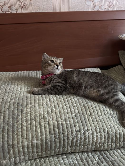 Нежная девочка скотишфолд в добрые руки. 3 мес. Привита. Есть паспорт