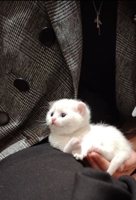 Zalatoy shinshila va Fold bolalari