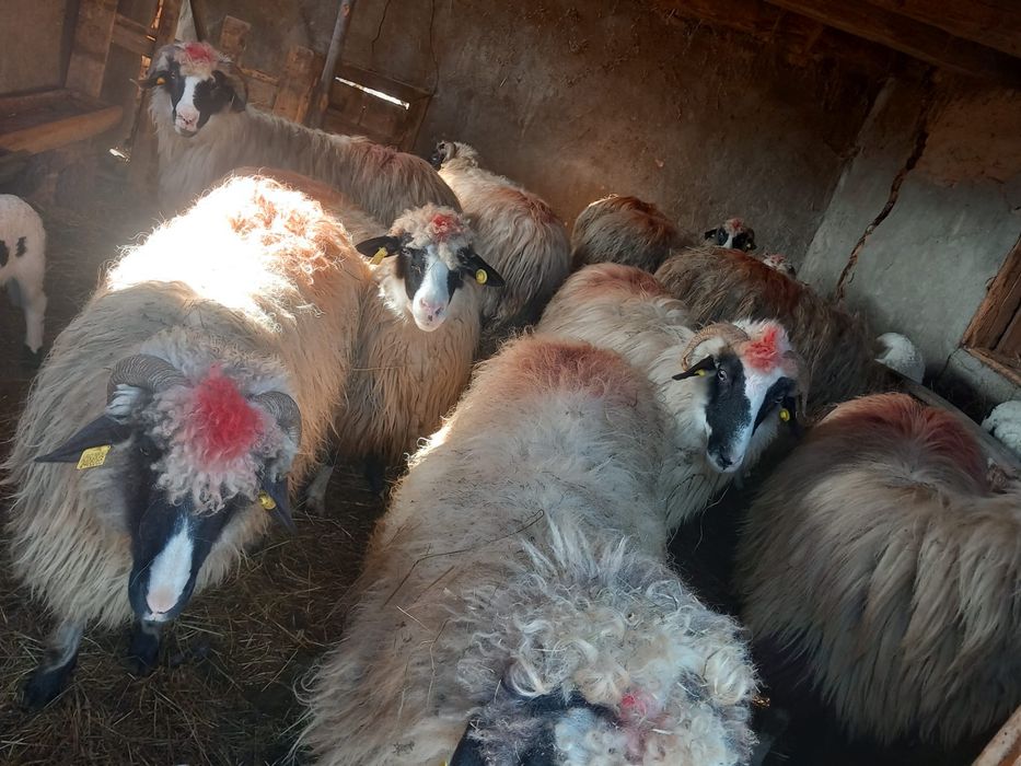 De vanzare oi cu miei