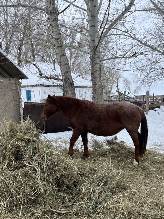 бие сатылады | продам