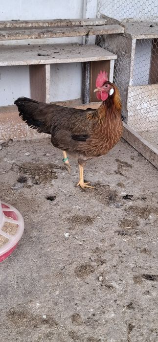 Ouă incubat Italiana Potârnichiu