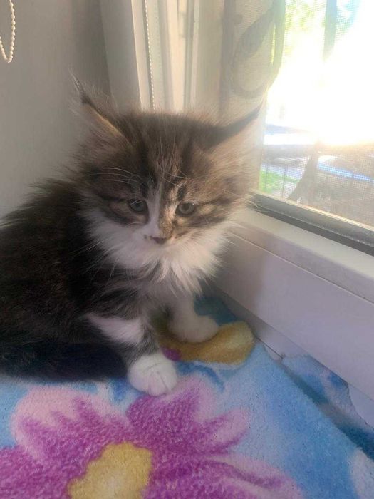 Котенок, созданный для любви!