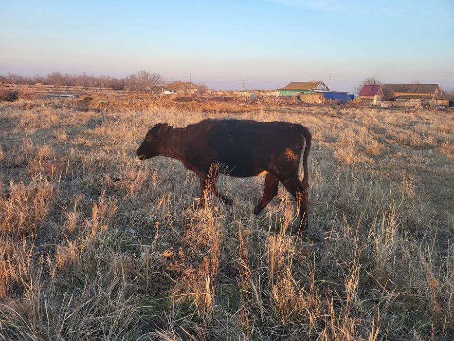 Продам скот коров Крс