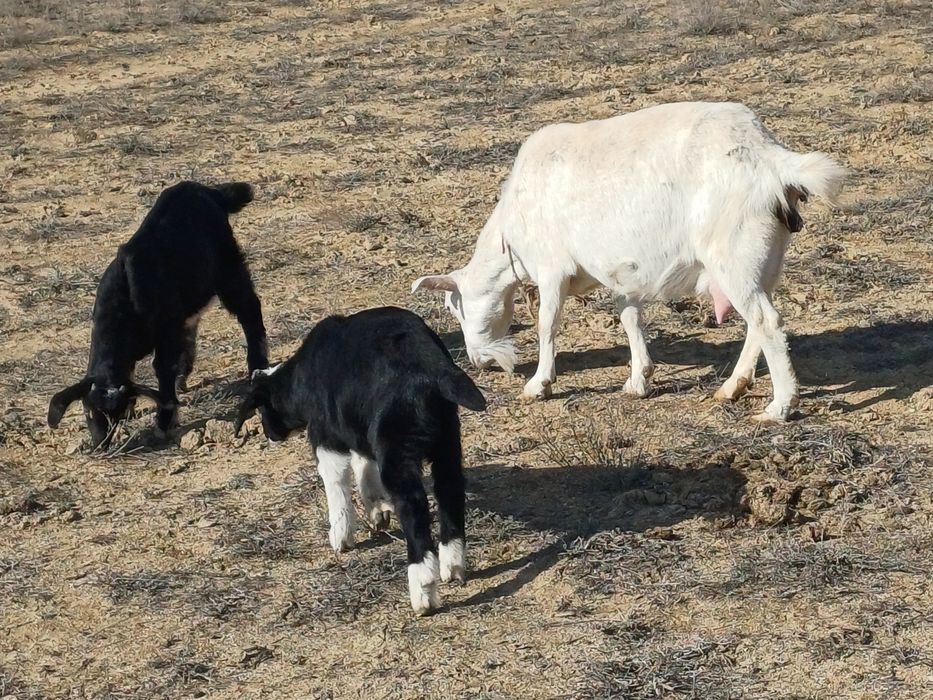 Алпи Нуби егіз теке лақтар