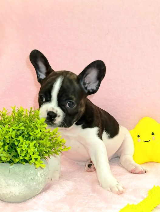 Французский бульдог Алматы