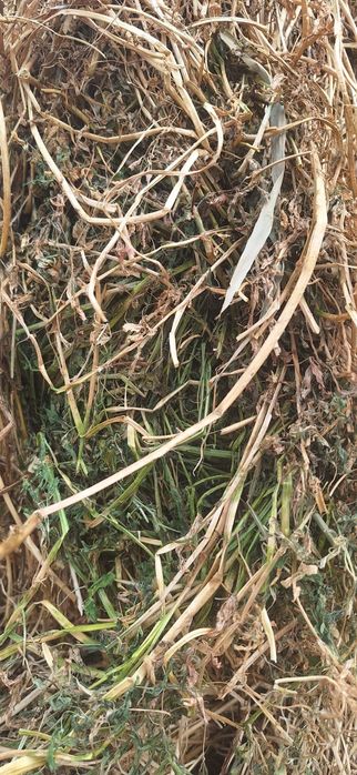 Vând baloți de lucernă uscată și infoliata și baloți de fan 2025