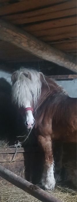 Vând un harmasar de osedit de frumos de 6 ani