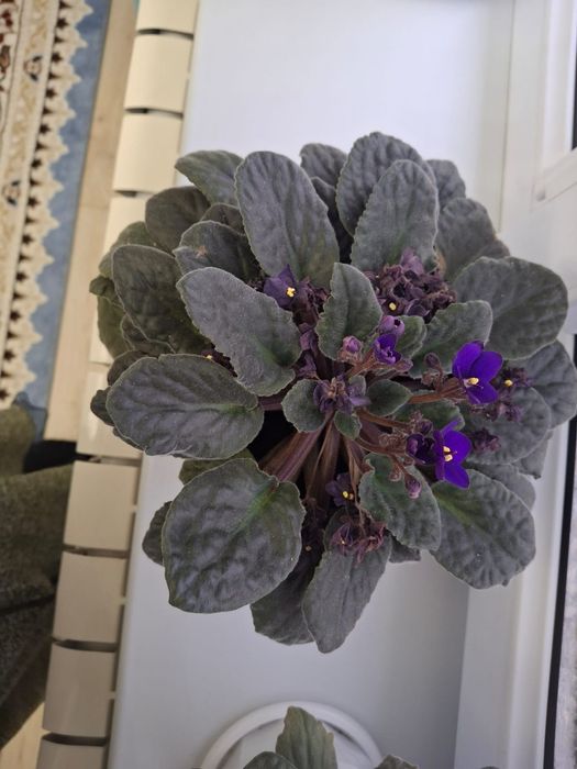 Продам комнатные цветы 1500тг