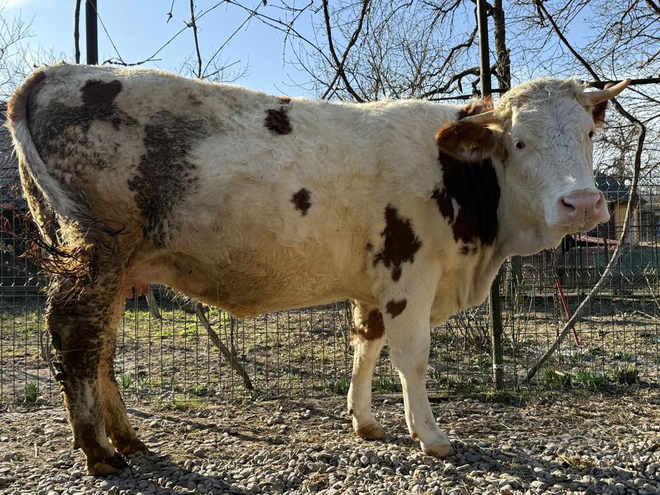 Vand juninca gestanta in luna a-9-a.