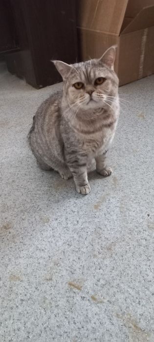 Сатылады    мысық