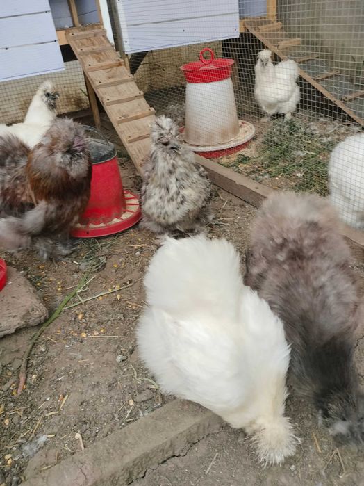 Mătase japoneza - diverse