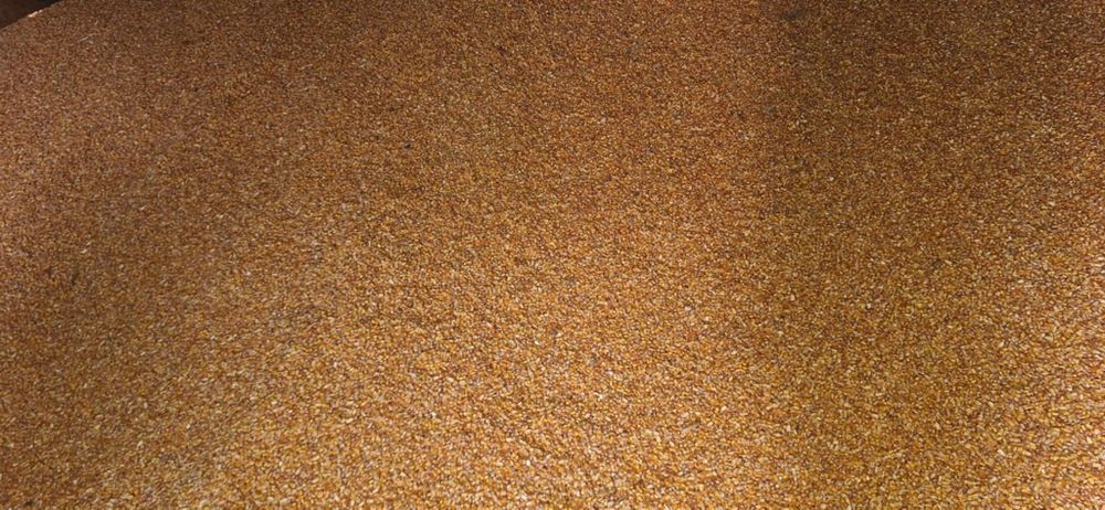 Porumb boabe de vânzare