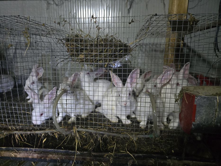 Alb Pannon Hycole Francez iepuri de carne