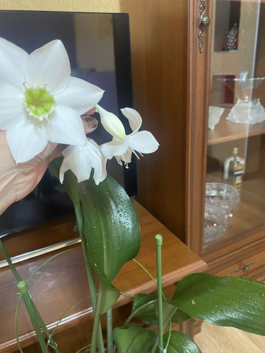 Продам Эухуарис.