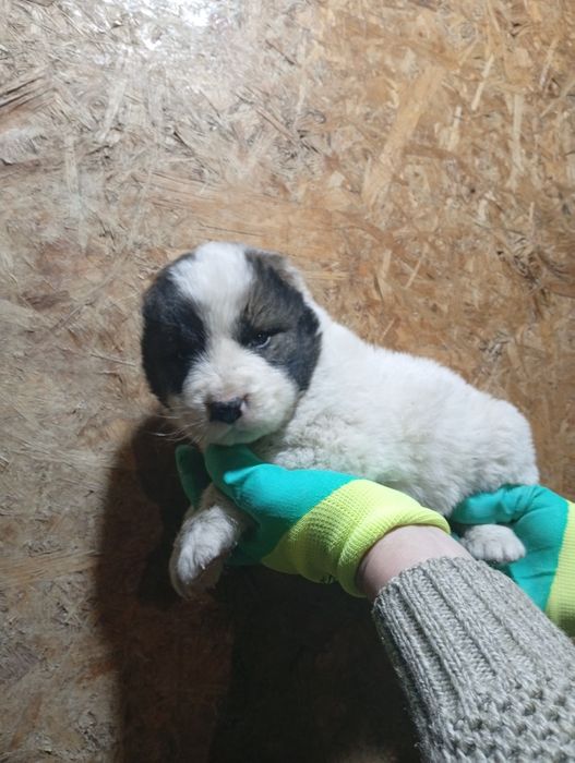 Продам щенка САО Алабай