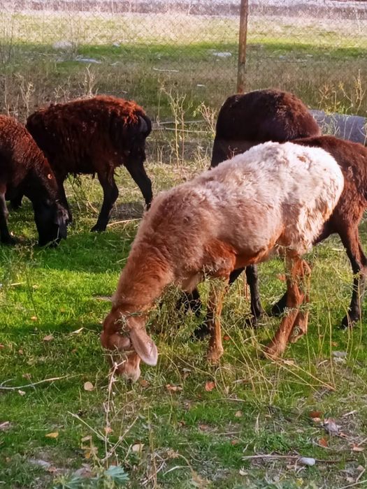Продам баранов