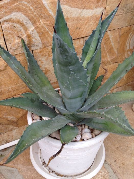 Продавам Агабе големи