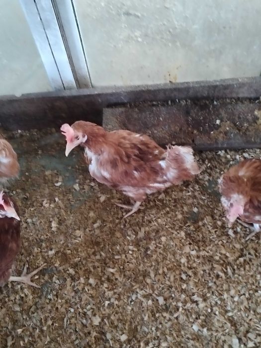 Gaini si pui cute de ouat in zonâ