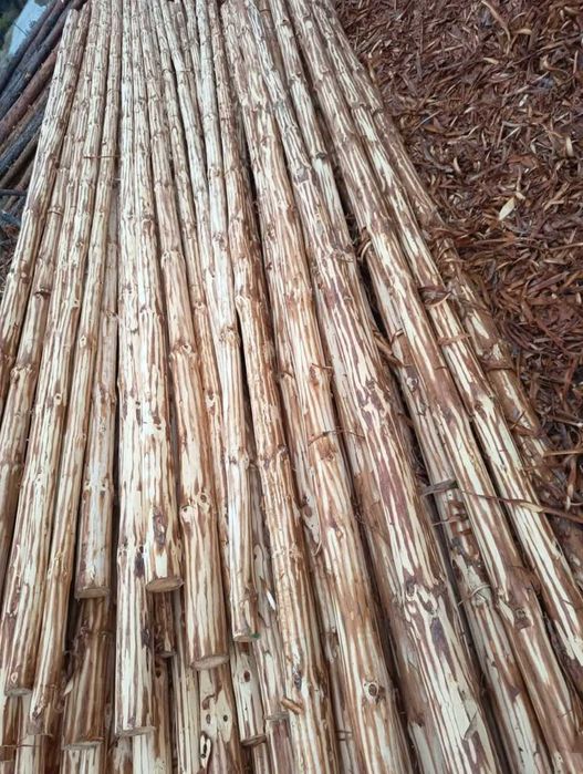 Белени ритловици