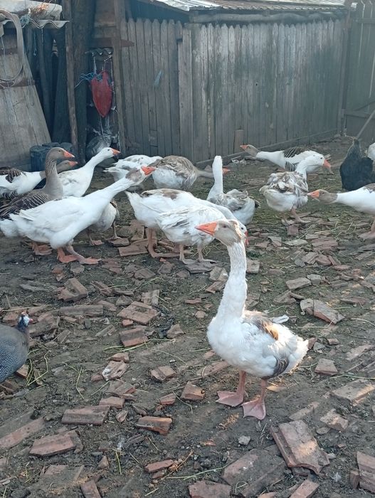 Gâște de vânzare