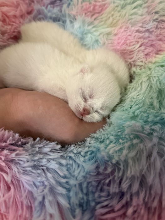 Шиншилловые котята бронь