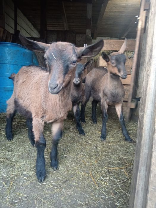 Vand iedute alpine franceze