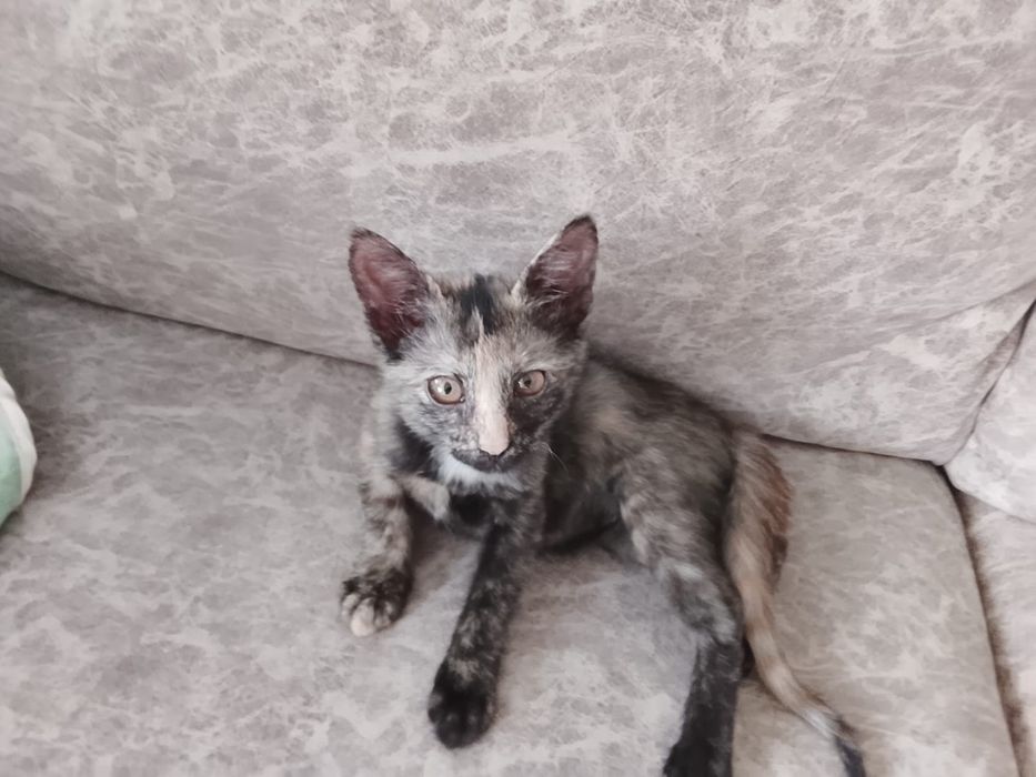 Котенок девочка в добрые руки