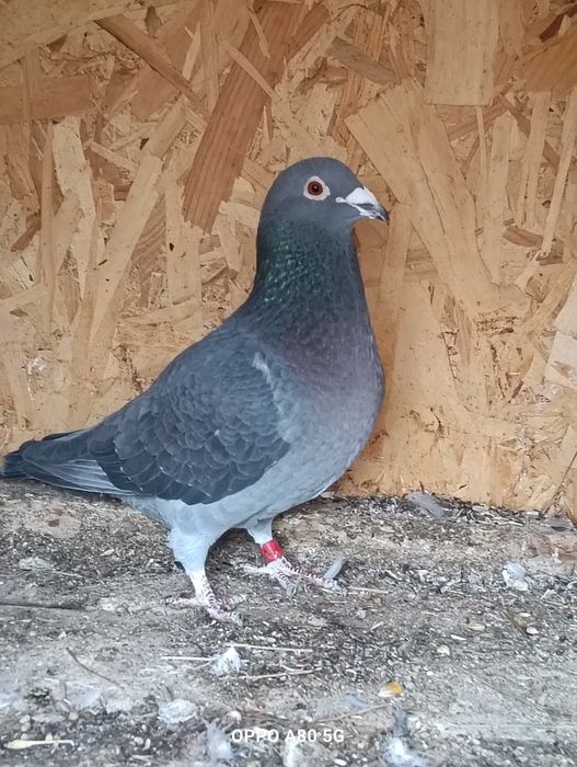 Porumbel Sthichelbault