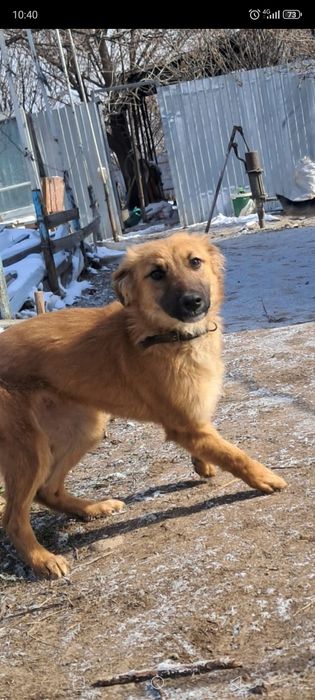 Отдам щенка мальчика.