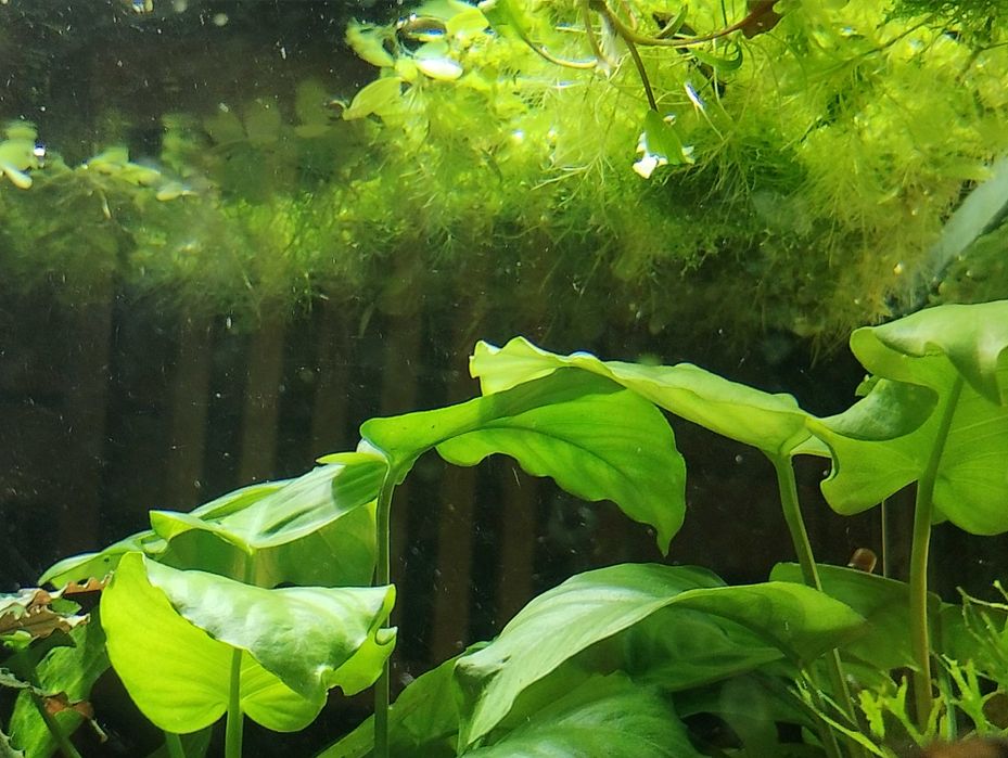 Растения за аквариум