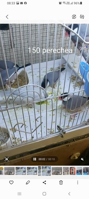 Turturele diamant 2024/2025  inelate