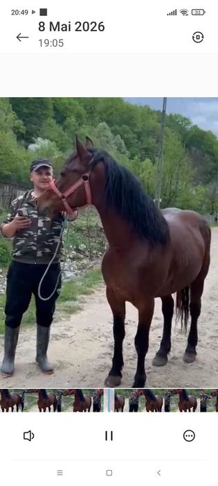 Vând mânz de 2 ani