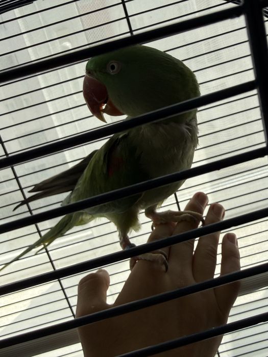 Pereche alexandrini prețul din anunț este fară cușcă acept schimburi cu alți papagali  sau alte animale de companie