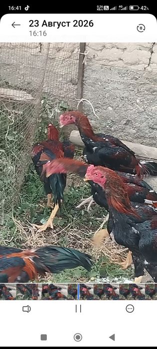 Сатлады срочнааа