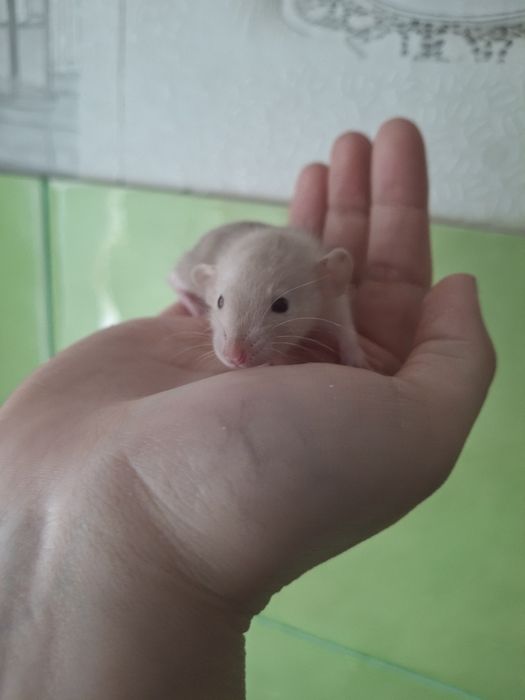 крыса крысятки малыши