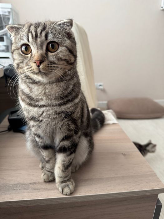 Кот. Порода Scottish Fold