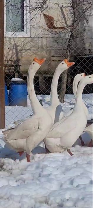 Gaste chinezesti albe rasa pura tineret