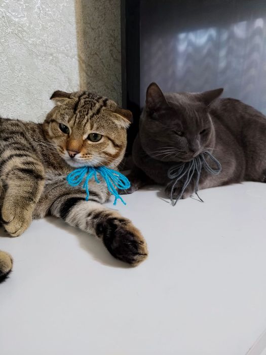 Отдам котов в добрые руки