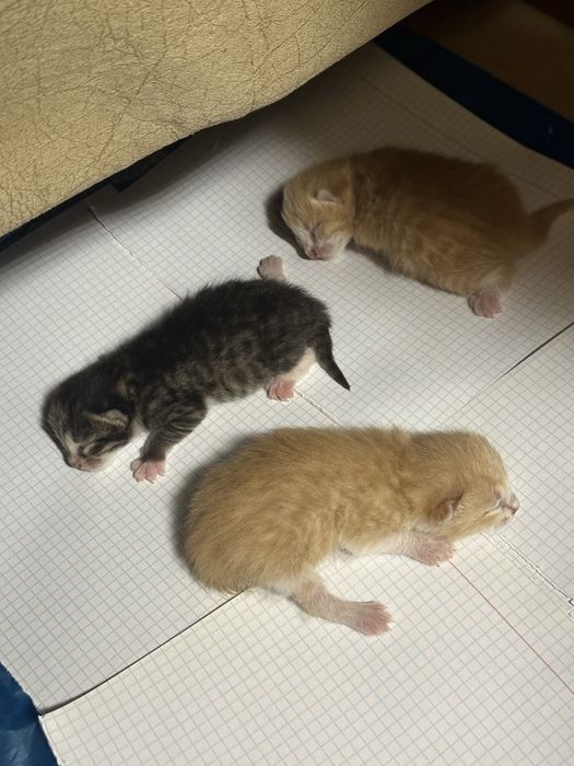 Отдам котят в хорошие руки. Дата рождения 26 февраля