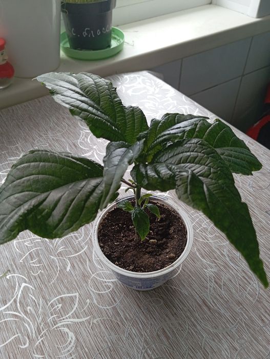 Продам красивую Якобинию