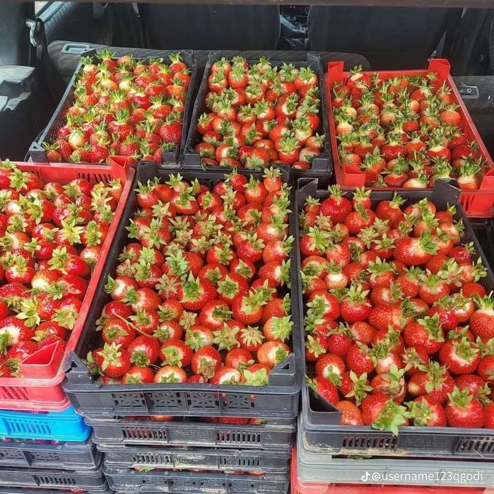 Уникален целогодишен расад