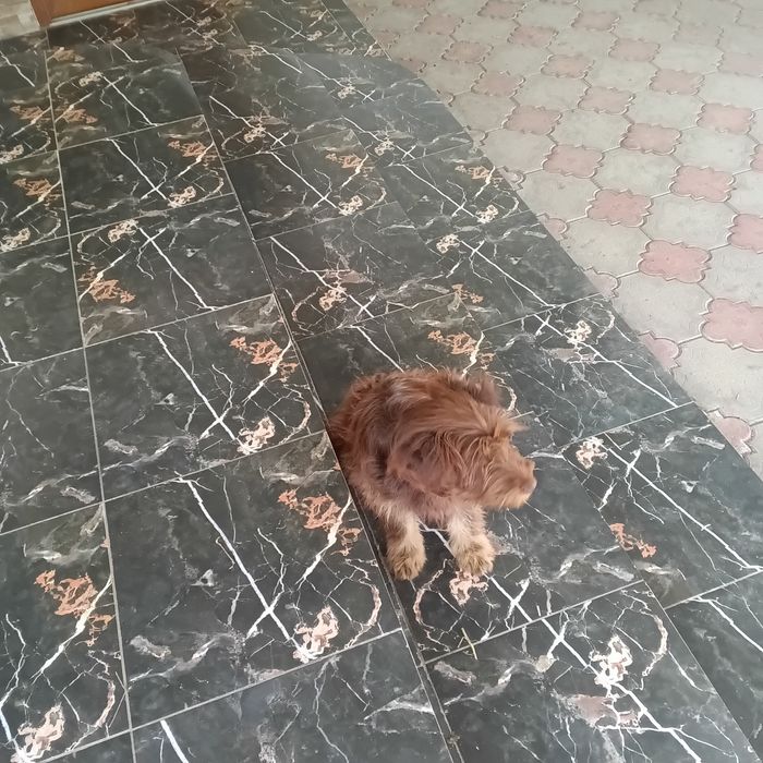 Отдам щенка в хорошие руки