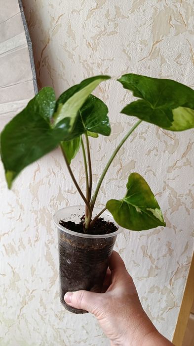 Сингониумы и филодендроны