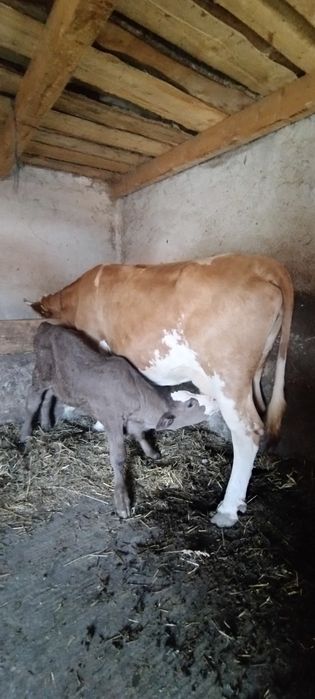 Vaca și vițel de vânzare