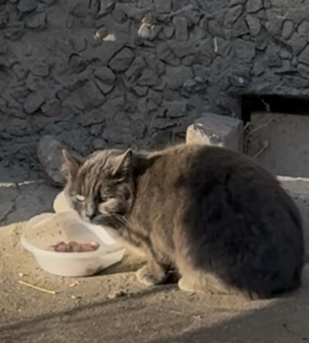 Сибирская кошка……