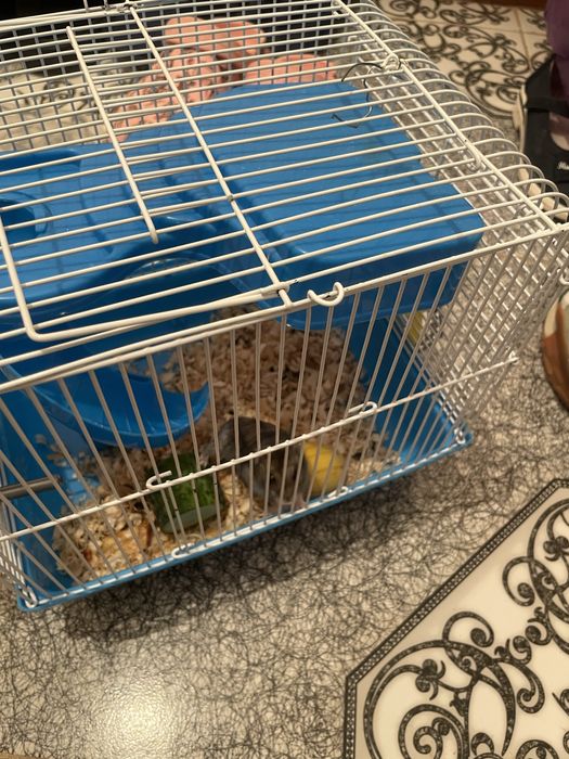 Одам даром джунгарских хомяков