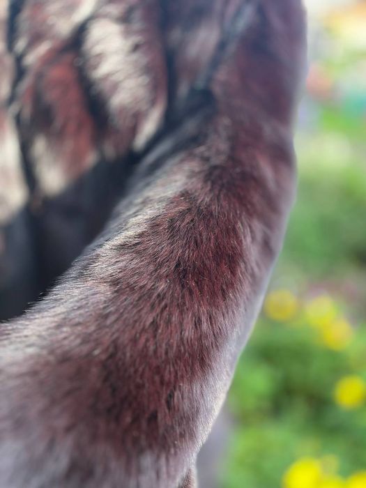 Продам шубу песец