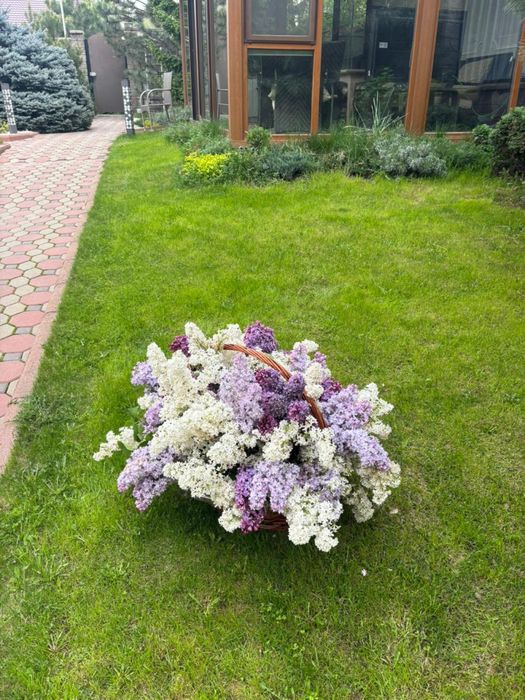 корзина серени свежие