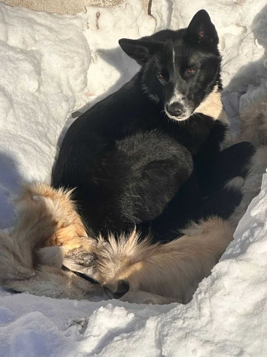 Пристраивается пес Рекс