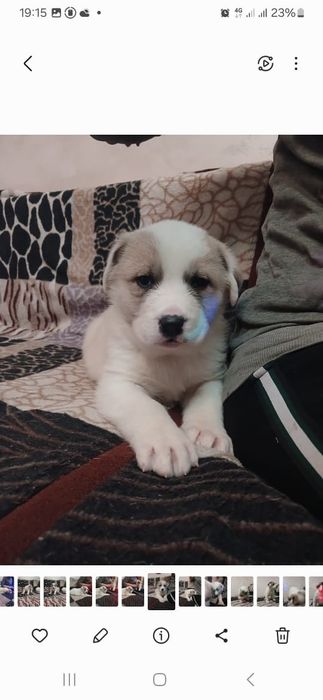 Малыши Алабайчика